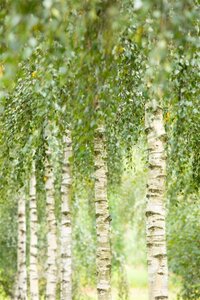 Betula utilis jacquemontii (= Doorenbos) 14-16 Hoogstam cont. 110L - afbeelding 4