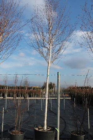 Betula utilis jacquemontii (= Doorenbos) 14-16 Hoogstam cont. 110L - afbeelding 7