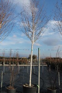 Betula utilis jacquemontii (= Doorenbos) 14-16 Hoogstam cont. 110L - afbeelding 7