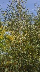 Betula utilis jacquemontii (= Doorenbos) 14-16 Hoogstam wortelgoed 2 X verplant - afbeelding 7