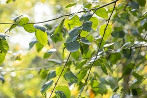 Betula utilis jacquemontii (= Doorenbos) 14-16 STA BR 2 X V