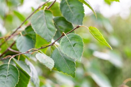 Betula utilis jacquemontii (= Doorenbos) 16-18 Hoogstam draadkluit 3 X verplant - afbeelding 4