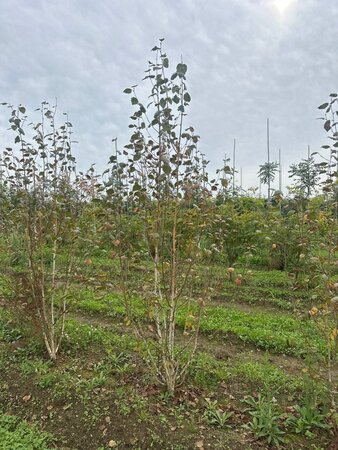 Betula utilis jacquemontii (= Doorenbos) 200-250 cm draadkluit meerstammig - afbeelding 5