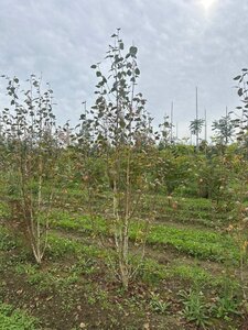 Betula utilis jacquemontii (= Doorenbos) 200-250 cm draadkluit meerstammig - afbeelding 5