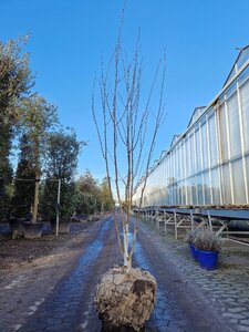 Betula utilis jacquemontii (= Doorenbos) 200-250 cm WRB multi-stem - image 5