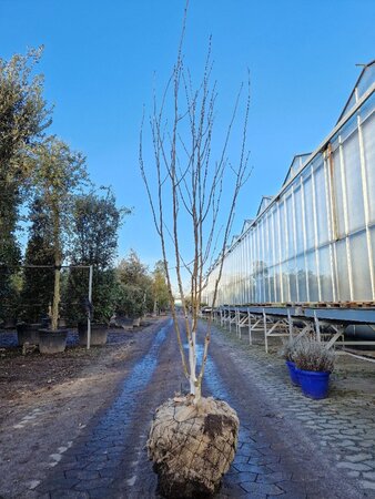 Betula utilis jacquemontii (= Doorenbos) 200-250 cm WRB multi-stem - image 6