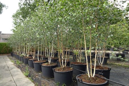 Betula utilis jacquemontii (= Doorenbos) 250-300 cm container meerstammig - afbeelding 4