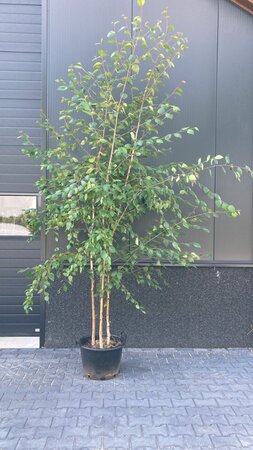 Betula utilis jacquemontii (= Doorenbos) 250-300 cm container meerstammig - afbeelding 6