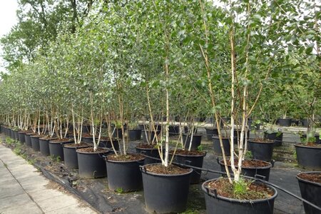 Betula utilis jacquemontii (= Doorenbos) 250-300 cm container meerstammig - afbeelding 5