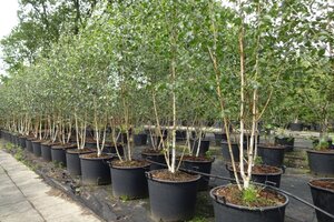 Betula utilis jacquemontii (= Doorenbos) 250-300 cm container meerstammig - afbeelding 5