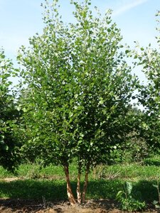 Betula utilis jacquemontii (= Doorenbos) 300-350 cm WRB multi-stem - image 5