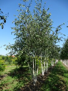 Betula utilis jacquemontii (= Doorenbos) 400-450 cm draadkluit meerstammig - afbeelding 4