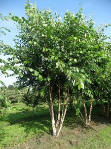 Betula utilis jacquemontii (= Doorenbos) 400-450 cm WRB multi-stem - image 5
