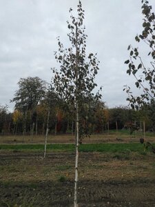Betula utilis 10-12 Hoogstam wortelgoed - afbeelding 3