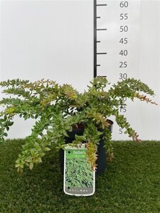 Berberis verruculosa 25-30 cm cont. 3,0L