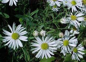 Boltonia asteroides 'Snowbank' geen maat specificatie 0,55L/P9cm