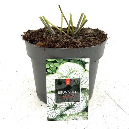 Brunnera macr. 'Jack Frost' geen maat specificatie cont. 2,0L - afbeelding 5