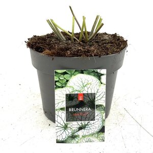 Brunnera macr. 'Jack Frost' geen maat specificatie cont. 2,0L - afbeelding 5