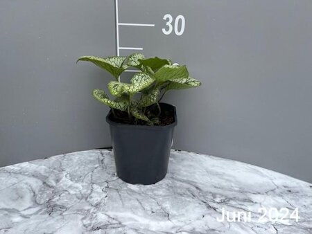 Brunnera macr. 'Jack Frost' geen maat specificatie cont. 2,0L - afbeelding 2