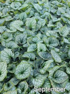 Brunnera macr. 'Jack Frost' geen maat specificatie cont. 2,0L - afbeelding 4