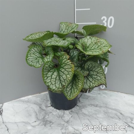 Brunnera macr. 'Jack Frost' geen maat specificatie cont. 2,0L - afbeelding 5