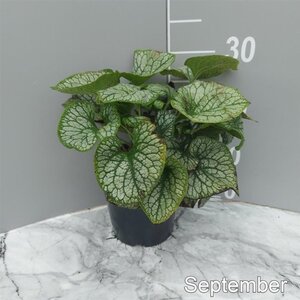 Brunnera macr. 'Jack Frost' geen maat specificatie cont. 2,0L - afbeelding 5
