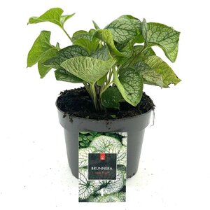 Brunnera macr. 'Jack Frost' geen maat specificatie cont. 2,0L
