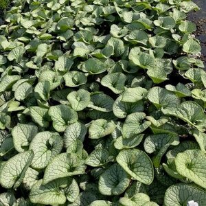 Brunnera macr. 'Jack Frost' geen maat specificatie cont. 2,0L - afbeelding 3