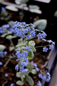 Brunnera macr. 'Jack Frost' geen maat specificatie 0,55L/P9cm - afbeelding 6