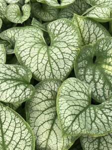Brunnera macr. 'Jack Frost' geen maat specificatie 0,55L/P9cm