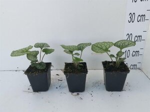 Brunnera macr. 'Jack Frost' geen maat specificatie 0,55L/P9cm - afbeelding 4