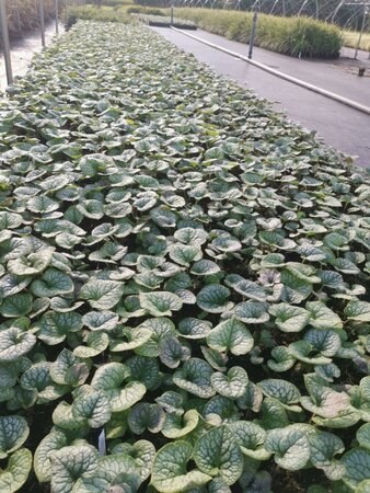 Brunnera macr. 'Jack Frost' geen maat specificatie 0,55L/P9cm - afbeelding 9