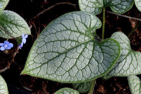 Brunnera macr. 'Jack Frost' geen maat specificatie 0,55L/P9cm - afbeelding 6