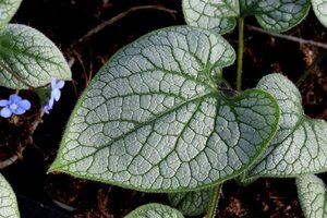 Brunnera macr. 'Jack Frost' geen maat specificatie 0,55L/P9cm - afbeelding 6