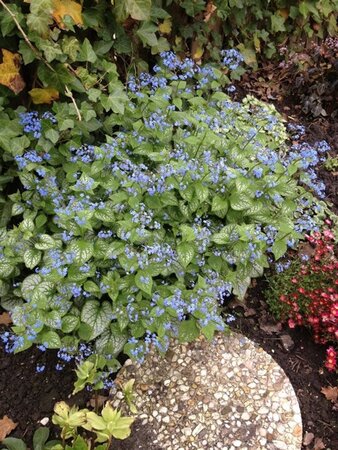 Brunnera macr. 'Jack Frost' geen maat specificatie 0,55L/P9cm - afbeelding 7