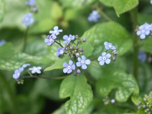 Brunnera macr. 'Jack Frost' geen maat specificatie 0,55L/P9cm - afbeelding 6