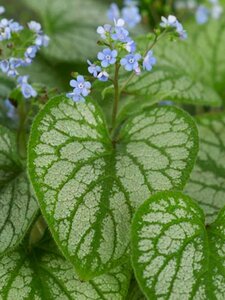 Brunnera macr. 'Jack Frost' geen maat specificatie 0,55L/P9cm - afbeelding 5