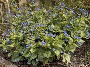 Brunnera macr. 'Jack Frost' geen maat specificatie 0,55L/P9cm - afbeelding 4