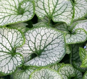 Brunnera macr. 'Jack Frost' geen maat specificatie 0,55L/P9cm - afbeelding 3