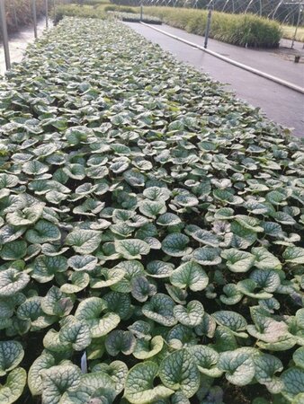 Brunnera macr. 'Jack Frost' geen maat specificatie 0,55L/P9cm - afbeelding 5