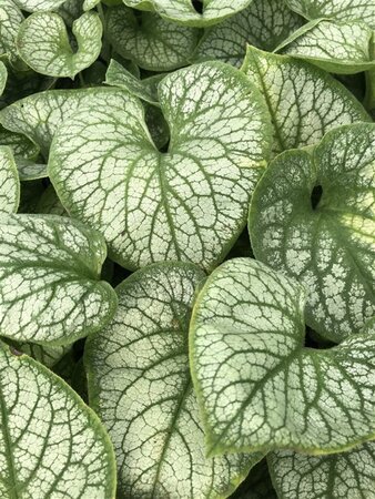 Brunnera macr. 'Jack Frost' geen maat specificatie 0,55L/P9cm - image 1