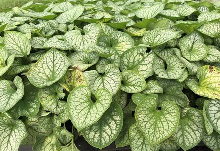 Brunnera macr. 'Jack Frost' geen maat specificatie 0,55L/P9cm - image 2