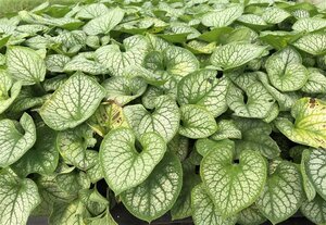 Brunnera macr. 'Jack Frost' geen maat specificatie 0,55L/P9cm - image 2