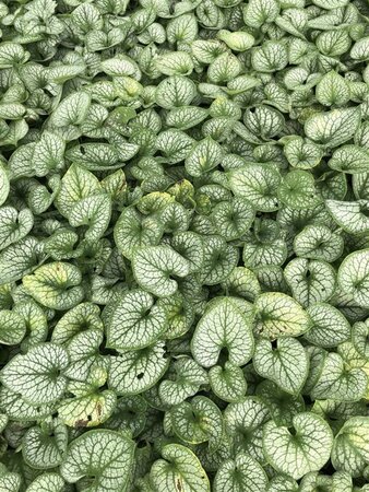 Brunnera macr. 'Jack Frost' geen maat specificatie 0,55L/P9cm - image 3