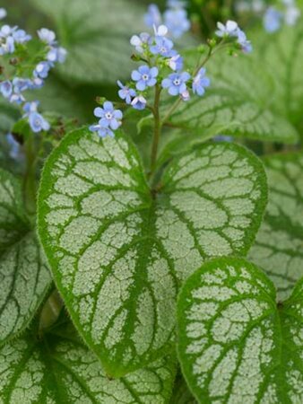 Brunnera macr. 'Jack Frost' geen maat specificatie 0,55L/P9cm - image 6
