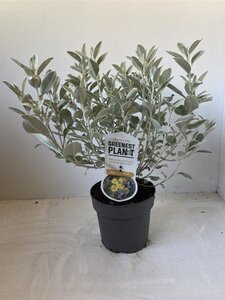 Brachyglottis 'Sunshine' 25-30 cm cont. 2,0L