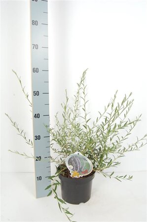 Buddleja alternifolia 50-60 cm cont. 3,0L - afbeelding 4