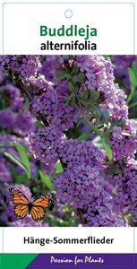 Buddleja alternifolia 50-60 cm cont. 3,0L - afbeelding 6
