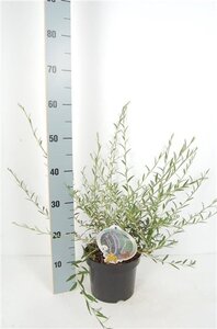 Buddleja alternifolia 50-60 cm cont. 3,0L - afbeelding 8