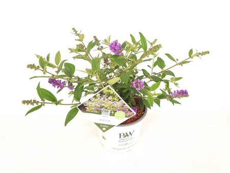Buddleja 'Blue Chip' 25-30 cm cont. 3,0L - afbeelding 4